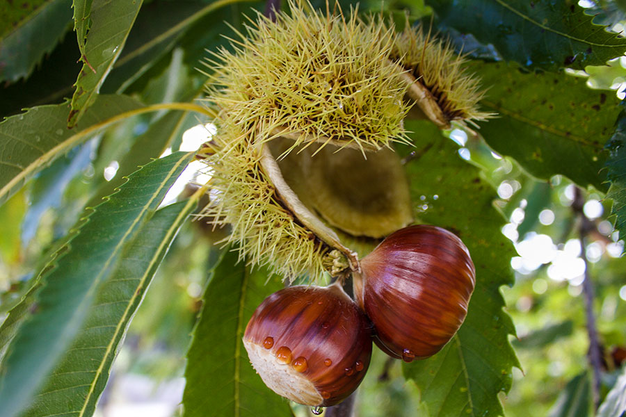 La Valle di Vico - Castagne - Tuscia