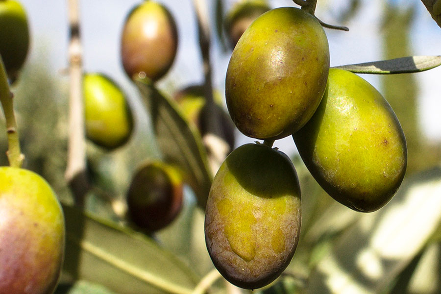 La Valle di Vico - Olio Extravergine di Oliva - Tuscia
